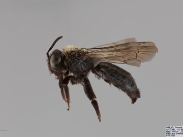 [Andrena cleodora female thumbnail]